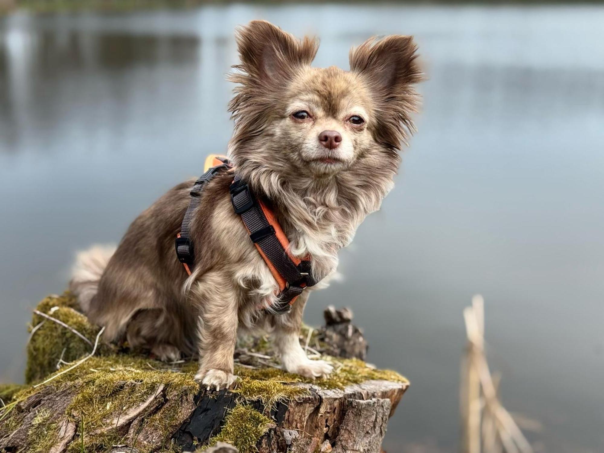 Hundeurlaub Im Tiny House Im Wald Villa Tanna Exterior photo