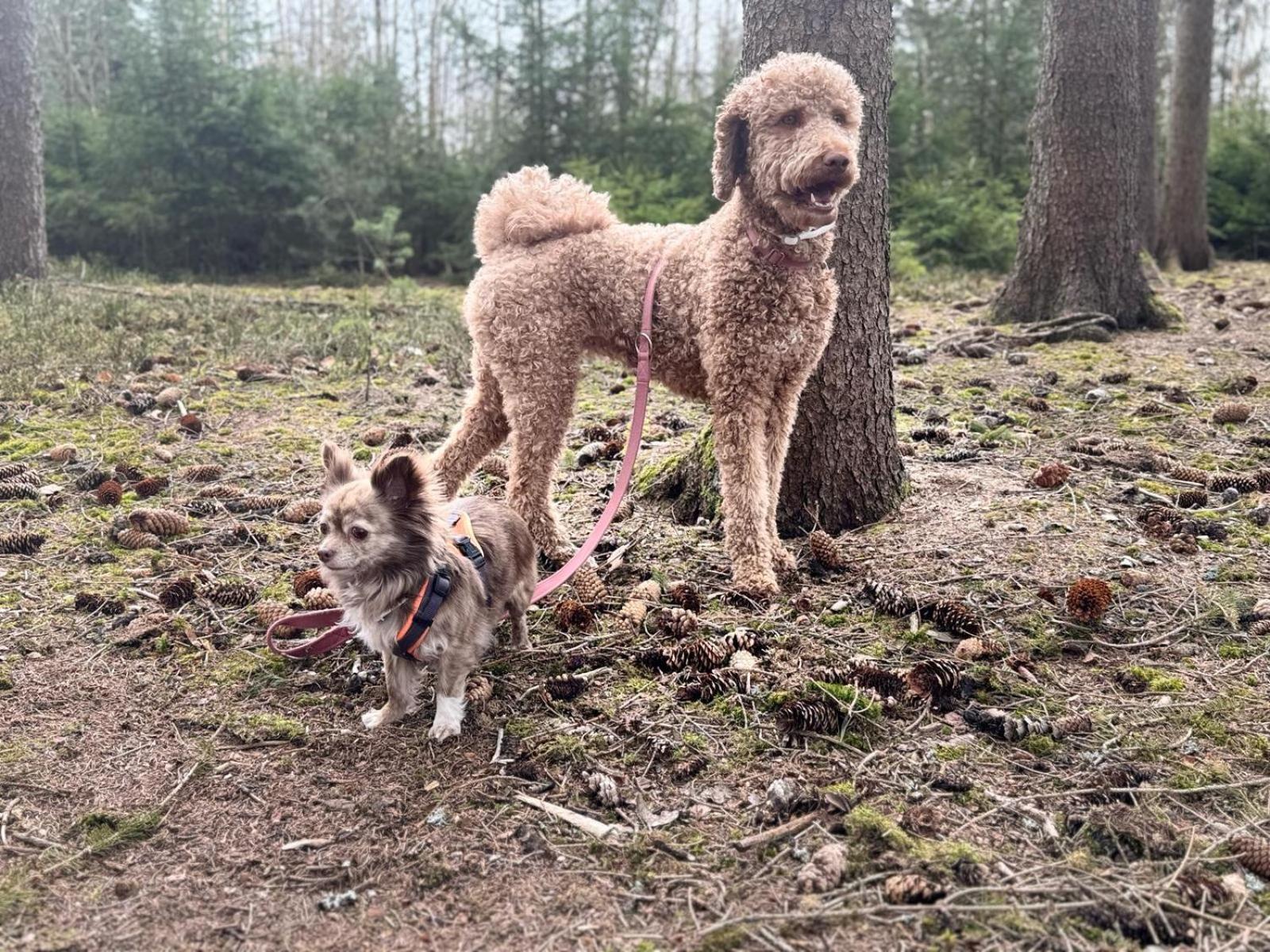 Hundeurlaub Im Tiny House Im Wald Villa Tanna Exterior photo